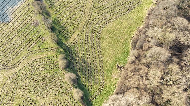 Aerial view of the Dovedale Farm area showing the thousands of tree planted in the ground.